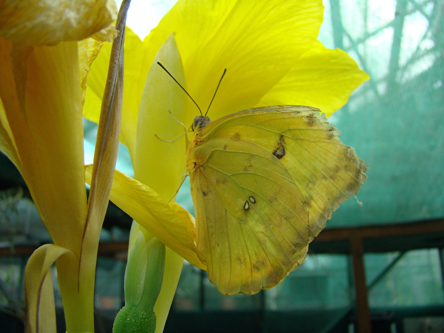 orange-barred sulphur